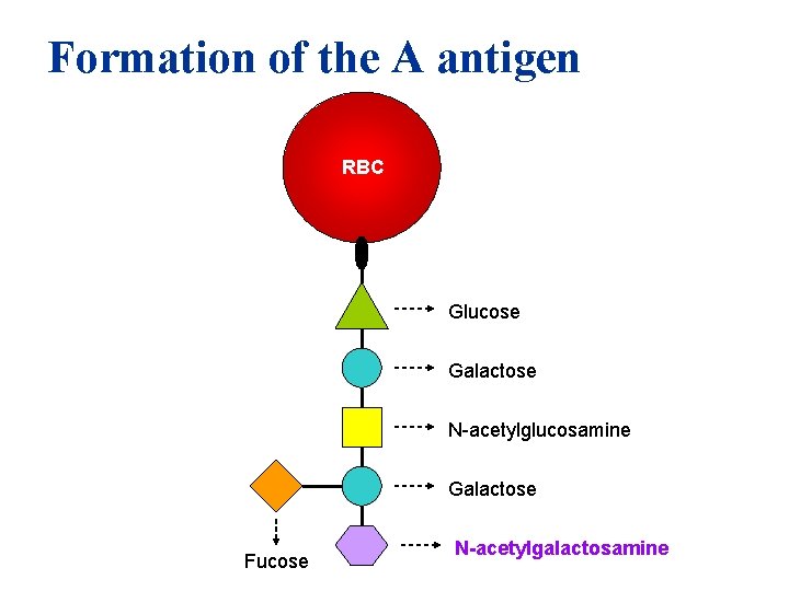 Formation of the A antigen RBC Glucose Galactose N-acetylglucosamine Galactose Fucose N-acetylgalactosamine 