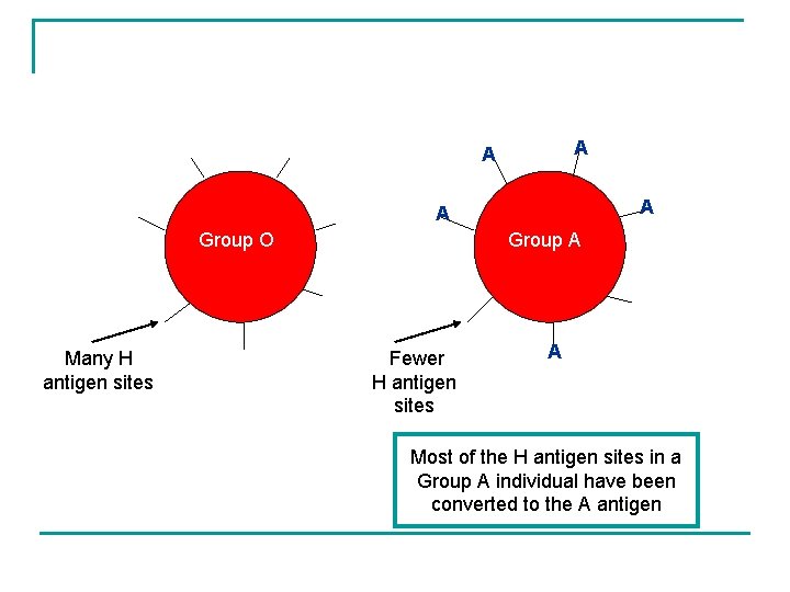 A A Group O Many H antigen sites Group A Fewer H antigen sites