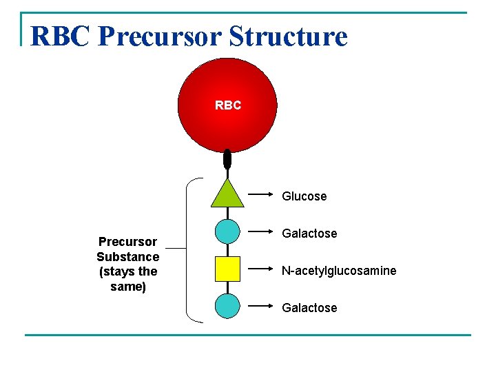 RBC Precursor Structure RBC Glucose Precursor Substance (stays the same) Galactose N-acetylglucosamine Galactose 