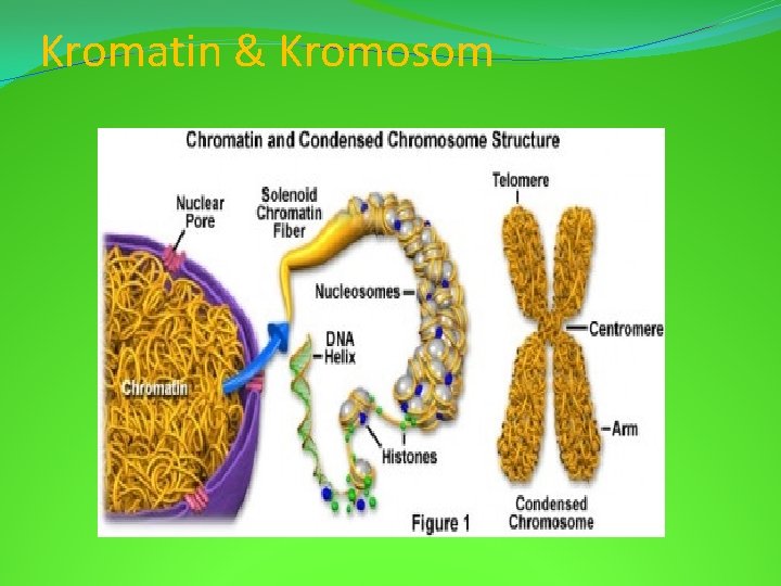 Kromatin & Kromosom 