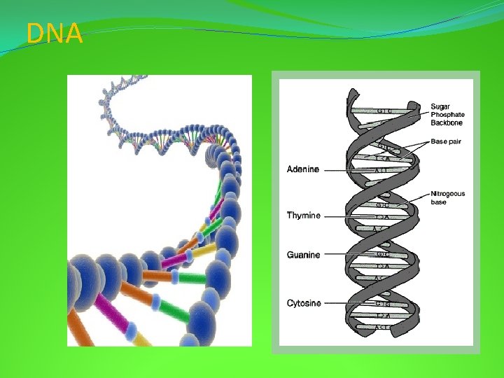 DNA 