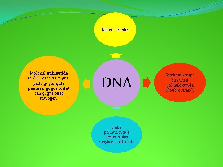 Materi genetik Molekul nukleutida terdiri atas tiga gugus, yaitu gugus gula pentosa, gugus fosfat