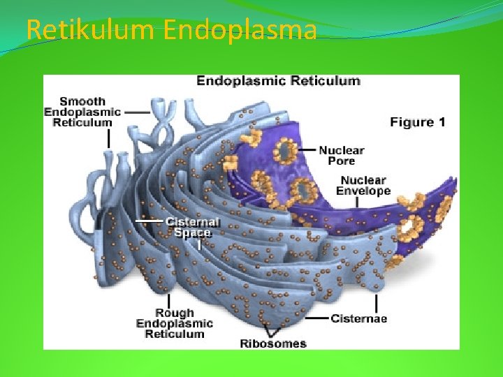 Retikulum Endoplasma 
