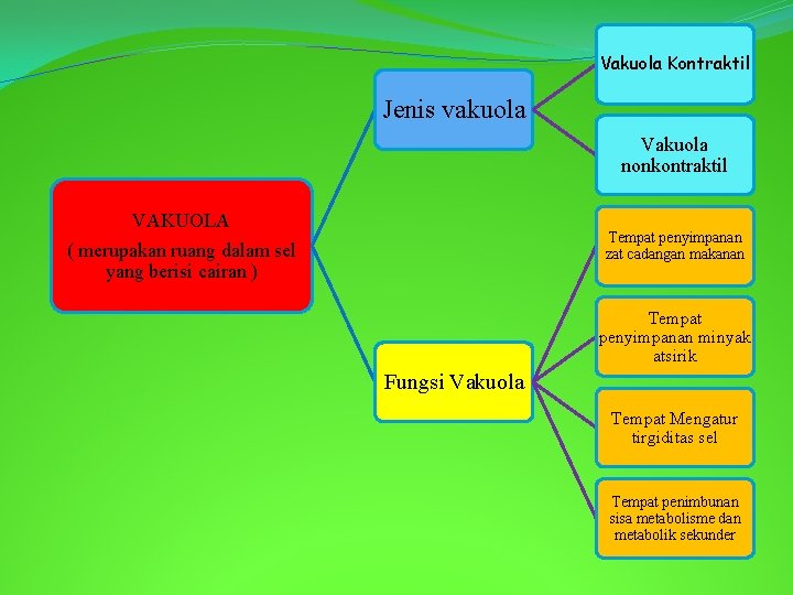 Vakuola Kontraktil Jenis vakuola Vakuola nonkontraktil VAKUOLA Tempat penyimpanan zat cadangan makanan ( merupakan