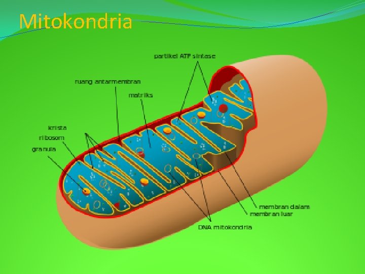 Mitokondria 