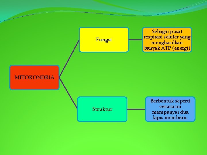 Fungsi Sebagai pusat respirasi seluler yang menghasilkan banyak ATP (energi) Struktur Berbentuk seperti cerutu