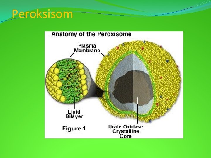 Peroksisom 