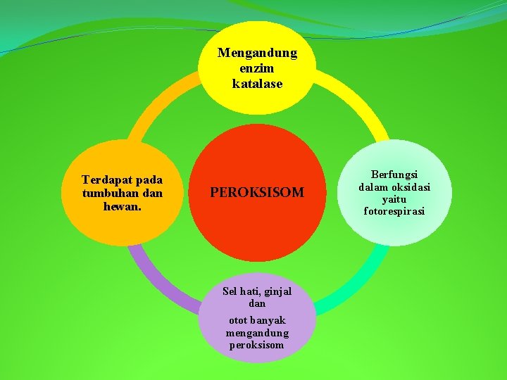 Mengandung enzim katalase Terdapat pada tumbuhan dan hewan. PEROKSISOM Sel hati, ginjal dan otot