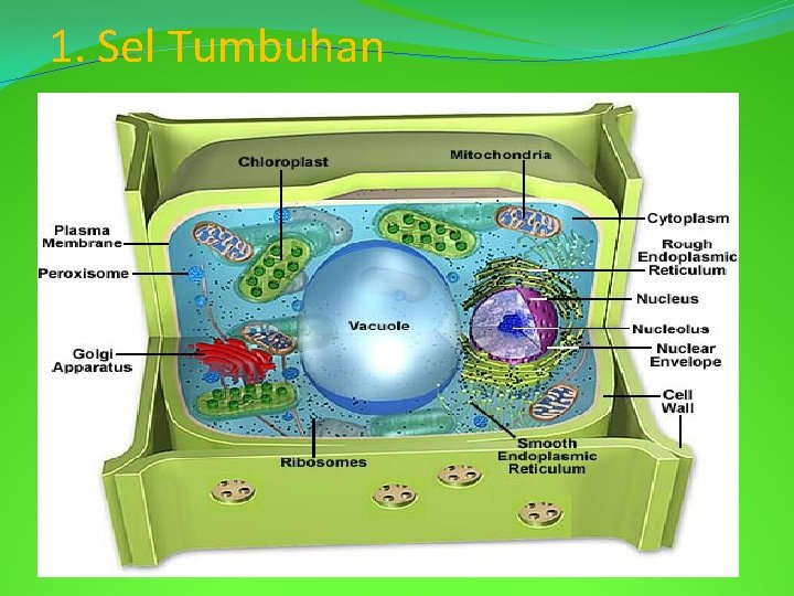 1. Sel Tumbuhan 