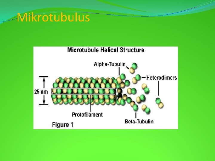 Mikrotubulus 