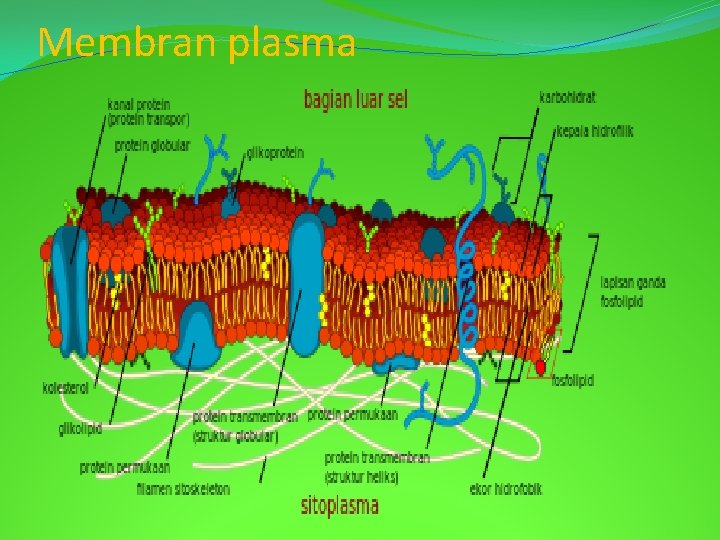 Membran plasma 