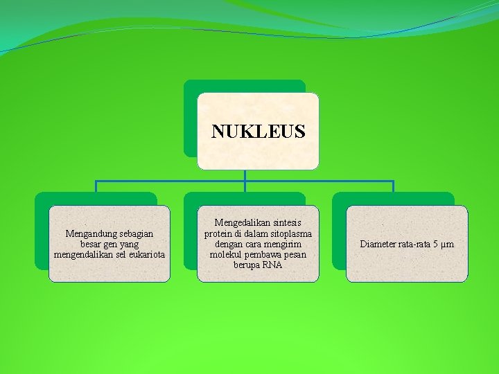 NUKLEUS Mengandung sebagian besar gen yang mengendalikan sel eukariota Mengedalikan sintesis protein di dalam