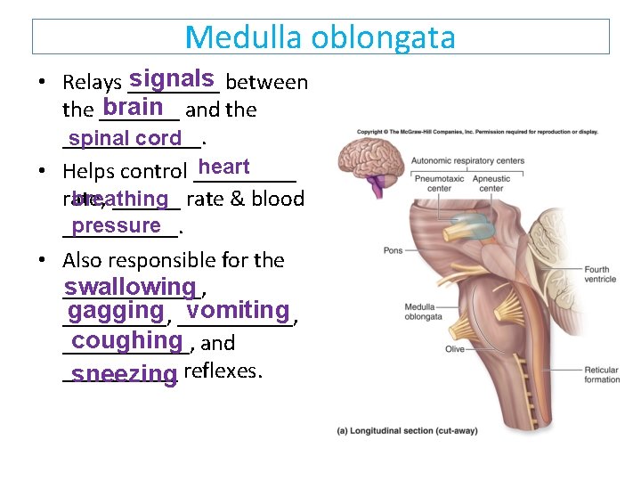 Medulla oblongata signals between • Relays ____ brain and the ____________. spinal cord heart