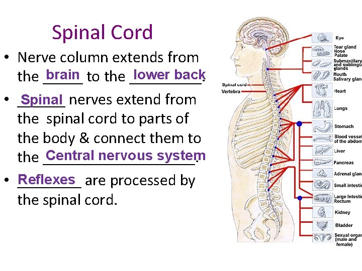 Spinal Cord • Nerve column extends from brain to the _____. lower back the