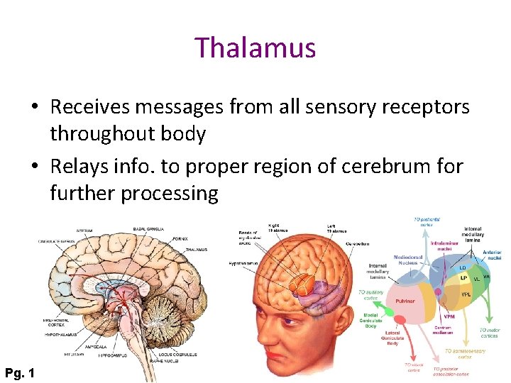 Parts of the Brain The Nervous System Function