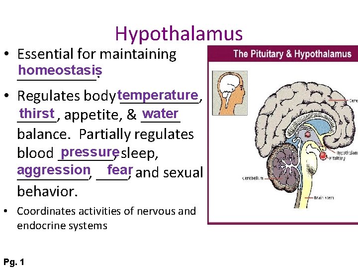 Hypothalamus • Essential for maintaining homeostasis _____. • Regulates body temperature _____, thirst appetite,