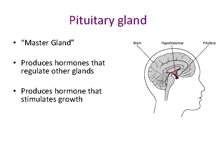Pituitary gland • “Master Gland” • Produces hormones that regulate other glands • Produces