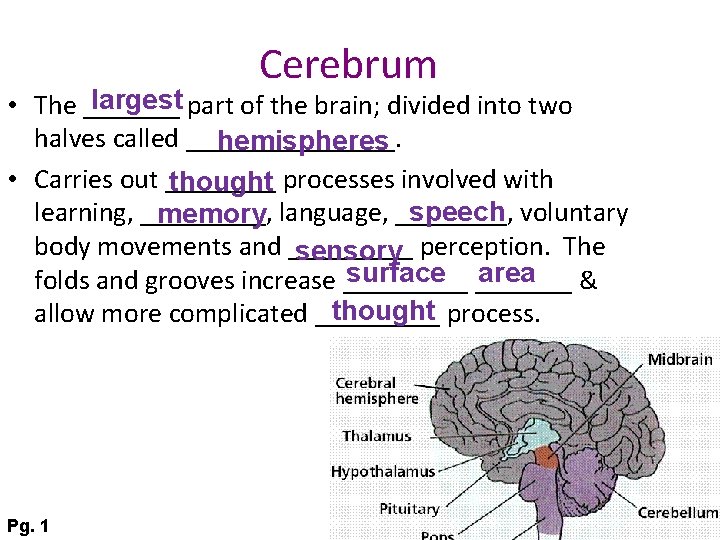 Cerebrum largest part of the brain; divided into two • The _______ halves called