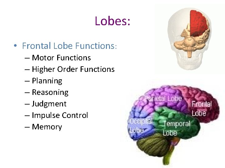 Lobes: • Frontal Lobe Functions: – Motor Functions – Higher Order Functions – Planning