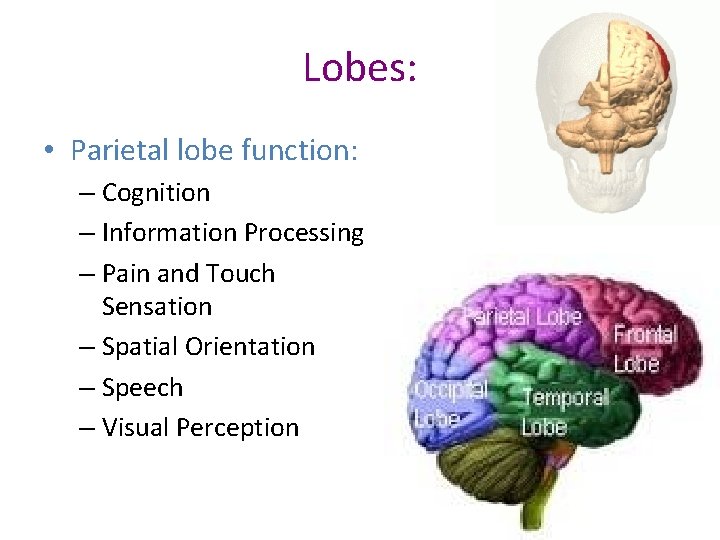 Lobes: • Parietal lobe function: – Cognition – Information Processing – Pain and Touch