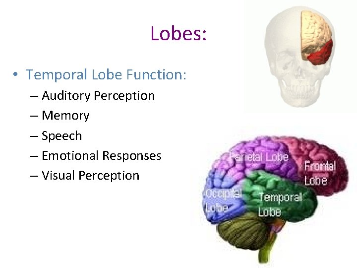 Lobes: • Temporal Lobe Function: – Auditory Perception – Memory – Speech – Emotional