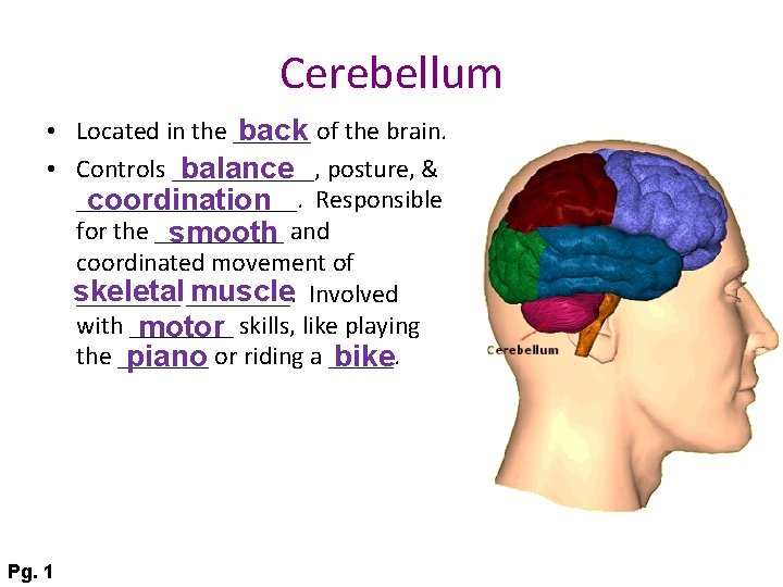 Cerebellum • Located in the ______ back of the brain. • Controls ______, balance