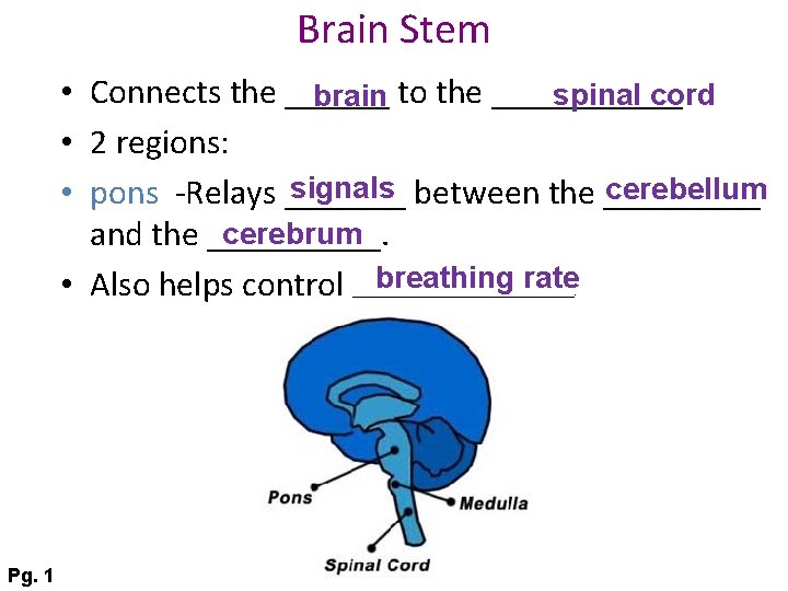 Brain Stem • Connects the ______ spinal cord brain to the ______ • 2
