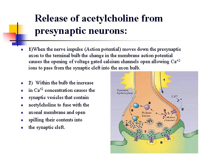 Release of acetylcholine from presynaptic neurons: n n n n 1)When the nerve impulse