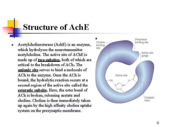 Structure of Ach. E n Acetylcholinesterase (Ach. E) is an enzyme, which hydrolyses the