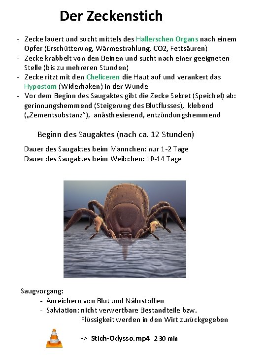 Der Zeckenstich - Zecke lauert und sucht mittels des Hallerschen Organs nach einem Opfer Der Zeckenstich - Zecke lauert und sucht mittels des Hallerschen Organs nach einem Opfer