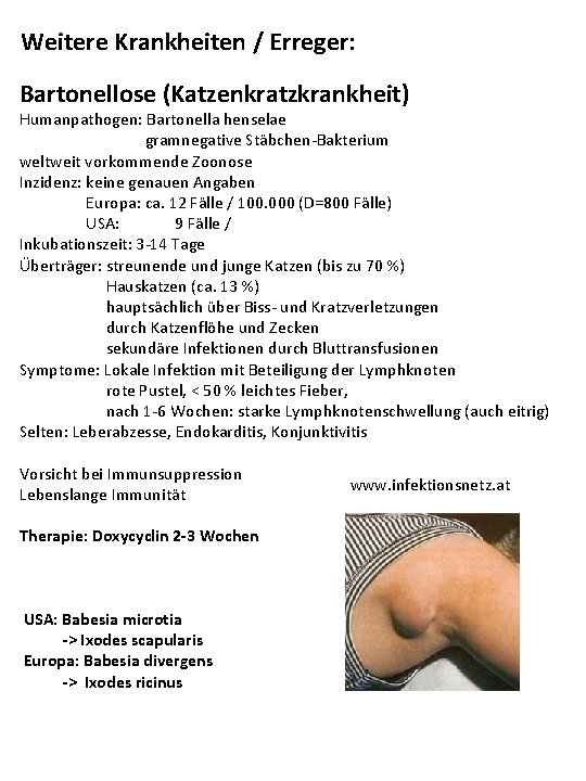 Weitere Krankheiten / Erreger: Bartonellose (Katzenkratzkrankheit) Humanpathogen: Bartonella henselae gramnegative Stäbchen-Bakterium weltweit vorkommende Zoonose Weitere Krankheiten / Erreger: Bartonellose (Katzenkratzkrankheit) Humanpathogen: Bartonella henselae gramnegative Stäbchen-Bakterium weltweit vorkommende Zoonose