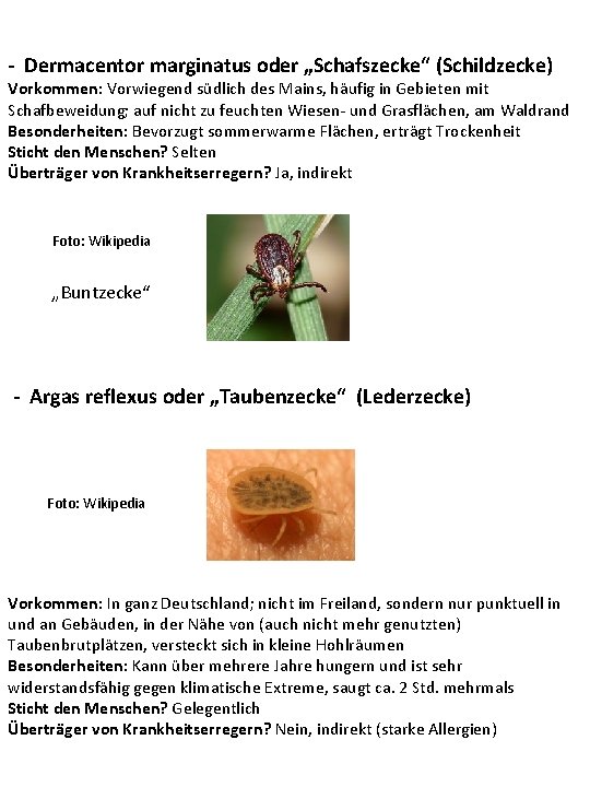 - Dermacentor marginatus oder „Schafszecke“ (Schildzecke) Vorkommen: Vorwiegend südlich des Mains, häufig in Gebieten