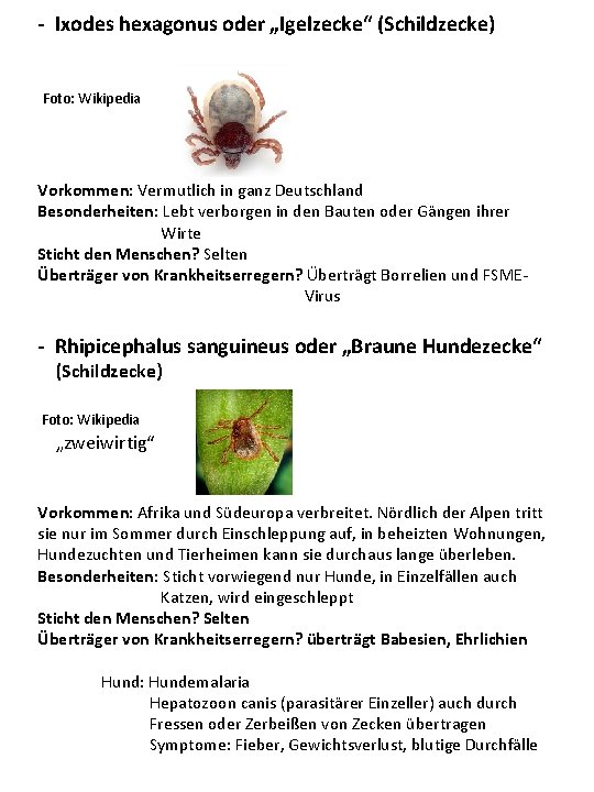 - Ixodes hexagonus oder „Igelzecke“ (Schildzecke) Foto: Wikipedia Vorkommen: Vermutlich in ganz Deutschland Besonderheiten: - Ixodes hexagonus oder „Igelzecke“ (Schildzecke) Foto: Wikipedia Vorkommen: Vermutlich in ganz Deutschland Besonderheiten: