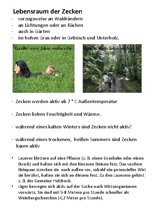 Lebensraum der Zecken - vorzugsweise an Waldrändern - an Lichtungen oder an Bächen - Lebensraum der Zecken - vorzugsweise an Waldrändern - an Lichtungen oder an Bächen -