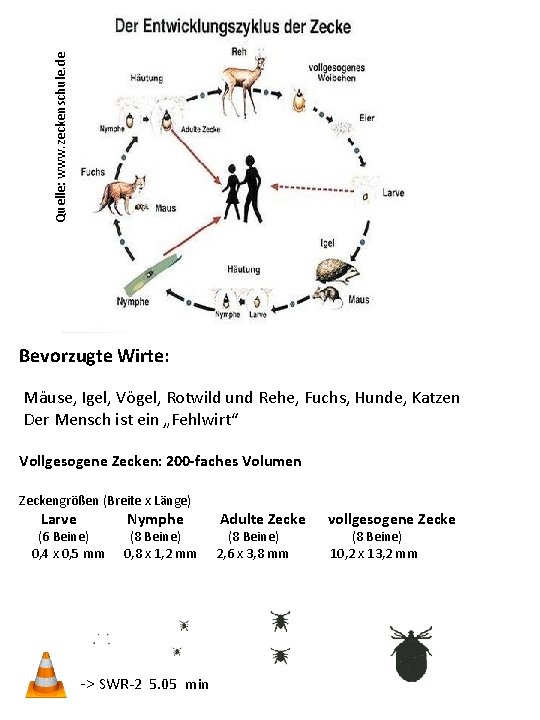 Quelle: www. zeckenschule. de Bevorzugte Wirte: Mäuse, Igel, Vögel, Rotwild und Rehe, Fuchs, Hunde,