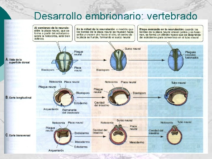 Desarrollo embrionario: vertebrado 