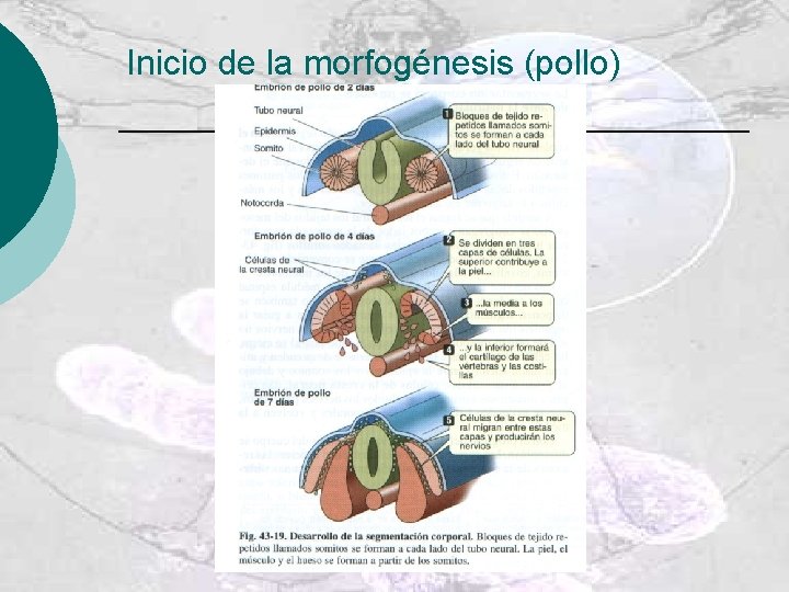 Inicio de la morfogénesis (pollo) 