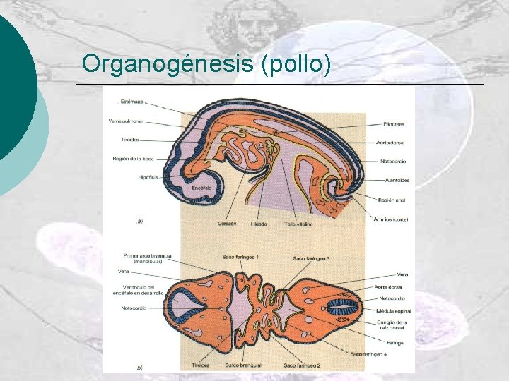 Organogénesis (pollo) 