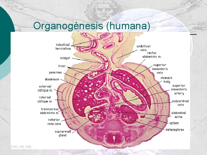 Organogénesis (humana) 