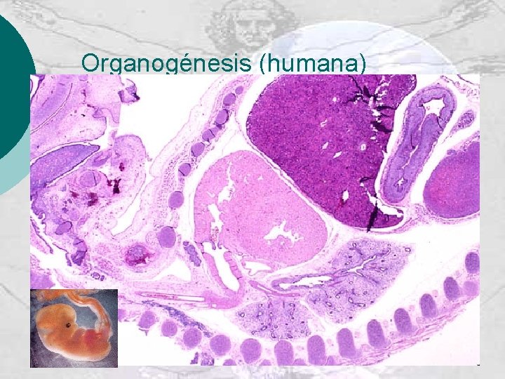 Organogénesis (humana) 