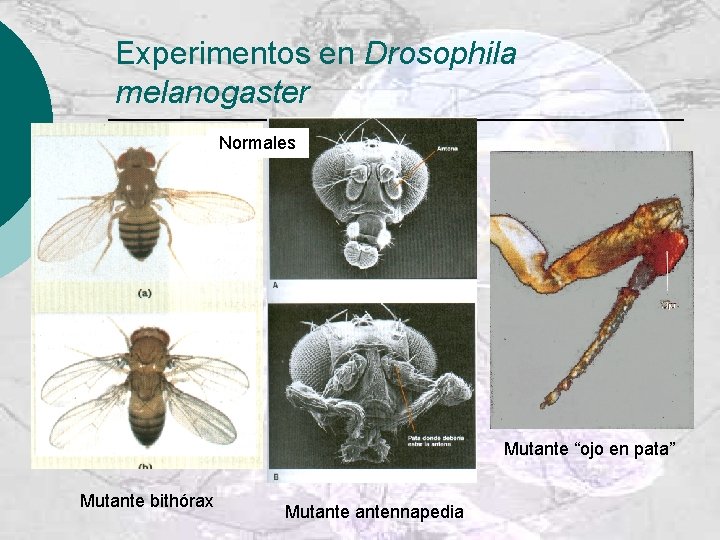 Experimentos en Drosophila melanogaster Normales Mutante “ojo en pata” Mutante bithórax Mutantennapedia 
