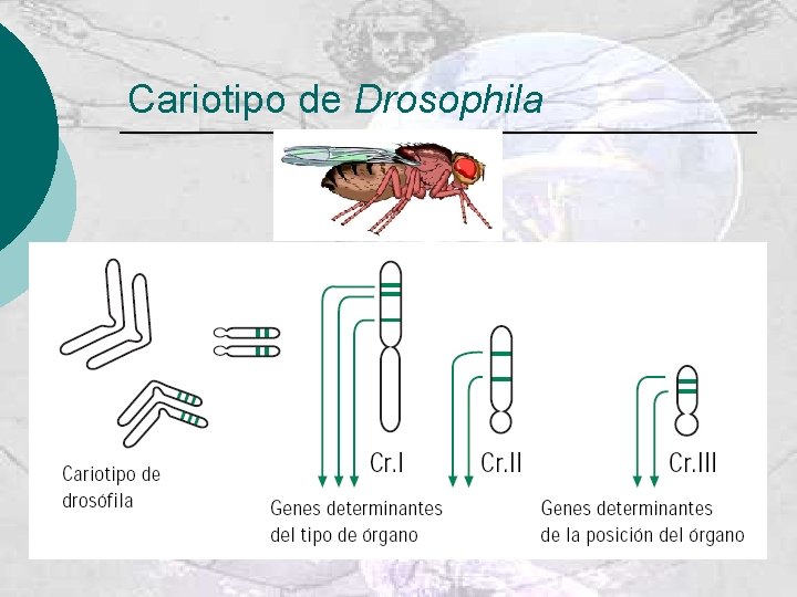 Cariotipo de Drosophila 