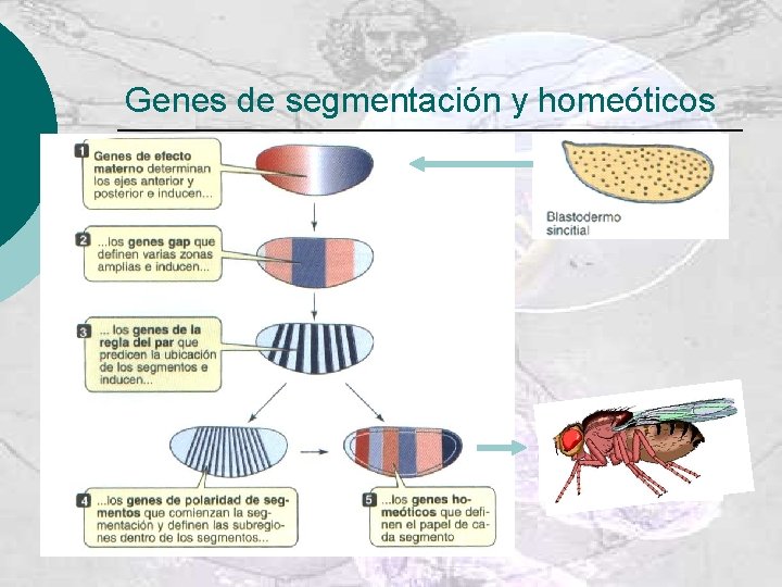 Genes de segmentación y homeóticos 