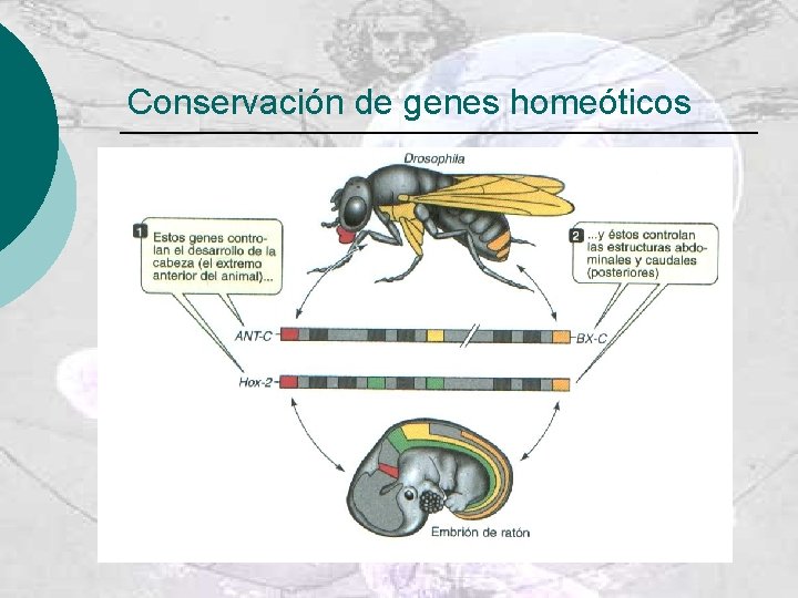 Conservación de genes homeóticos 