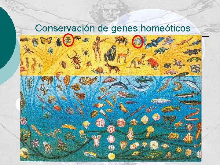Conservación de genes homeóticos 