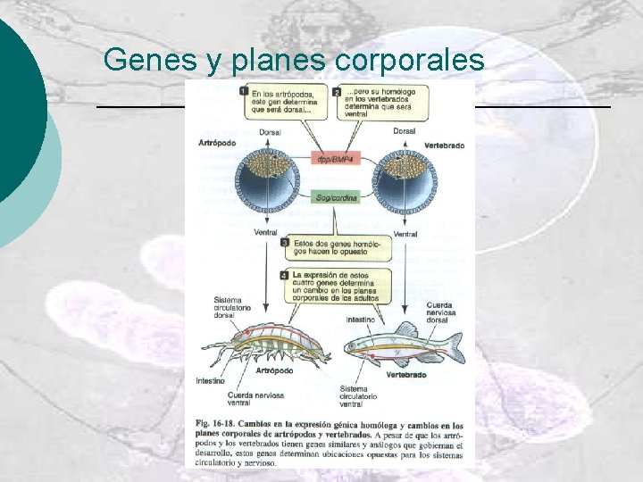 Genes y planes corporales 