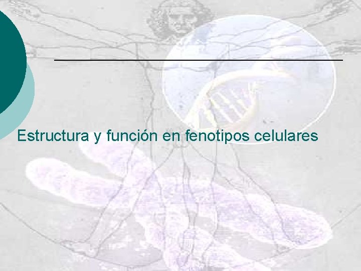 Estructura y función en fenotipos celulares 