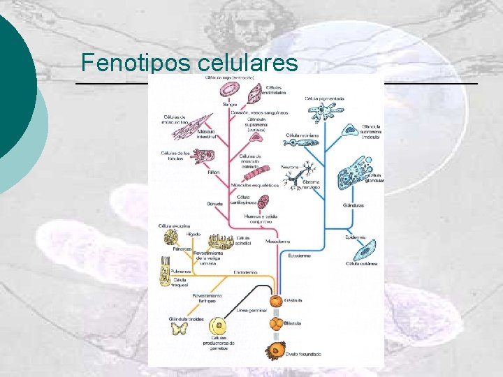 Fenotipos celulares 