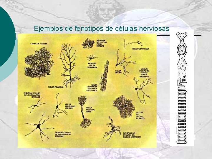 Ejemplos de fenotipos de células nerviosas 