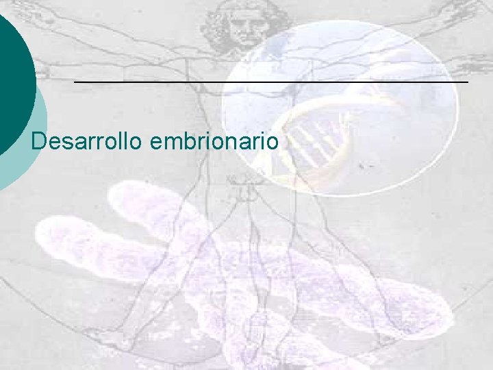 Desarrollo embrionario 